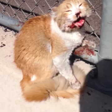 Freeway cat rescued