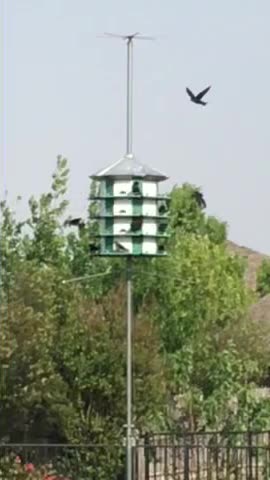 Texas Purple Martins