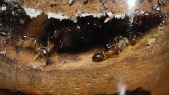 Ants Canada