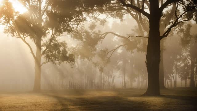 Sunrise Sunbeams Trees Woods Forest Fog Lands