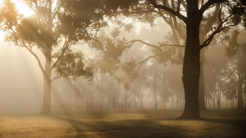 Sunrise Sunbeams Trees Woods Forest Fog Lands