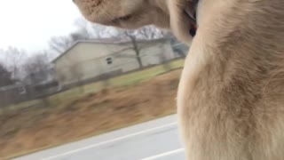 Puppy's Speedy Super Zoomie