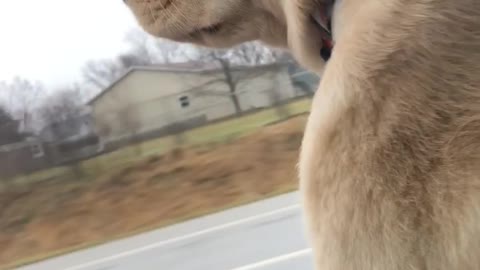 Puppy's Speedy Super Zoomie