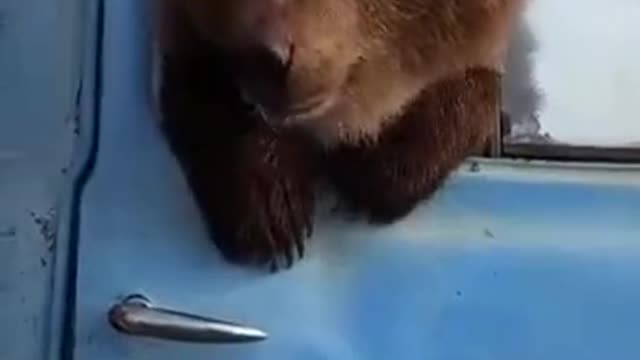 the bear eats in the truck and looks out the window
