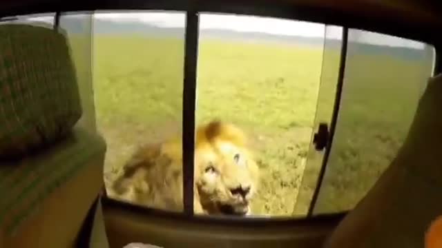 tourist attempt to touch a lion