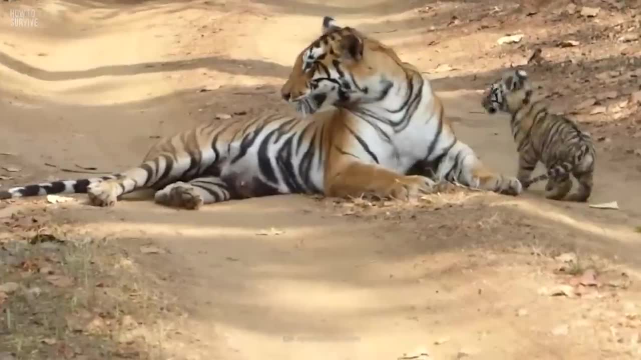 Tiger Attack