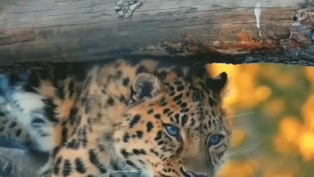 The Forest Animels Tiger And Nature Moment Amazing Videos #Dog #tiger #short