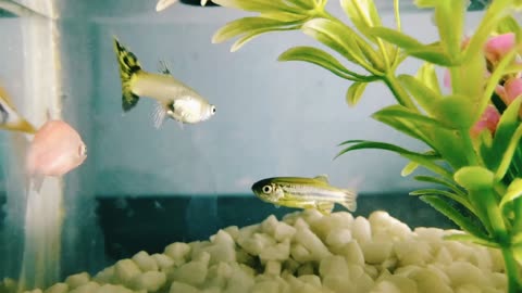 Fish video