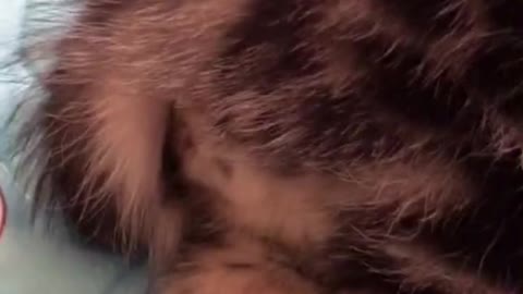 Play with the lovely kitten