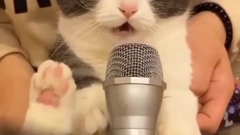 Cute Cat Funny video 😺😺😺😺