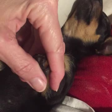 CQ Puppy Massage