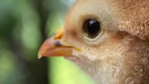 close-up-video-of-a-chick