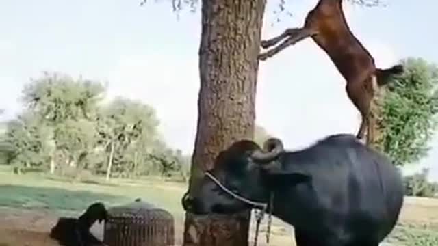 Goat Jumped On Buffalo And Eat Leaves