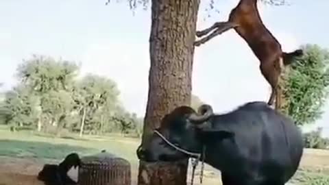 Goat Jumped On Buffalo And Eat Leaves