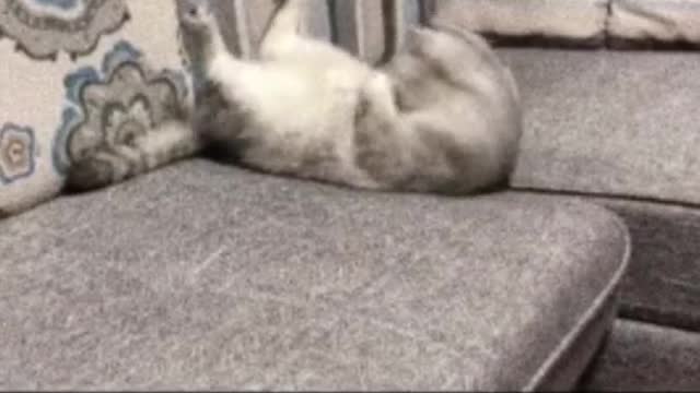 kitten exercise