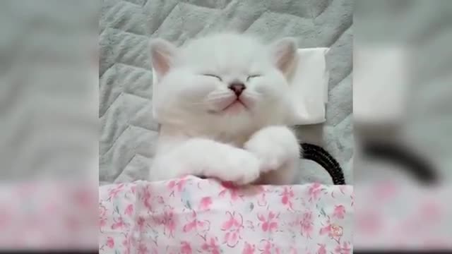 Baby Cats - Cute and Funny Cat Videos Compilation