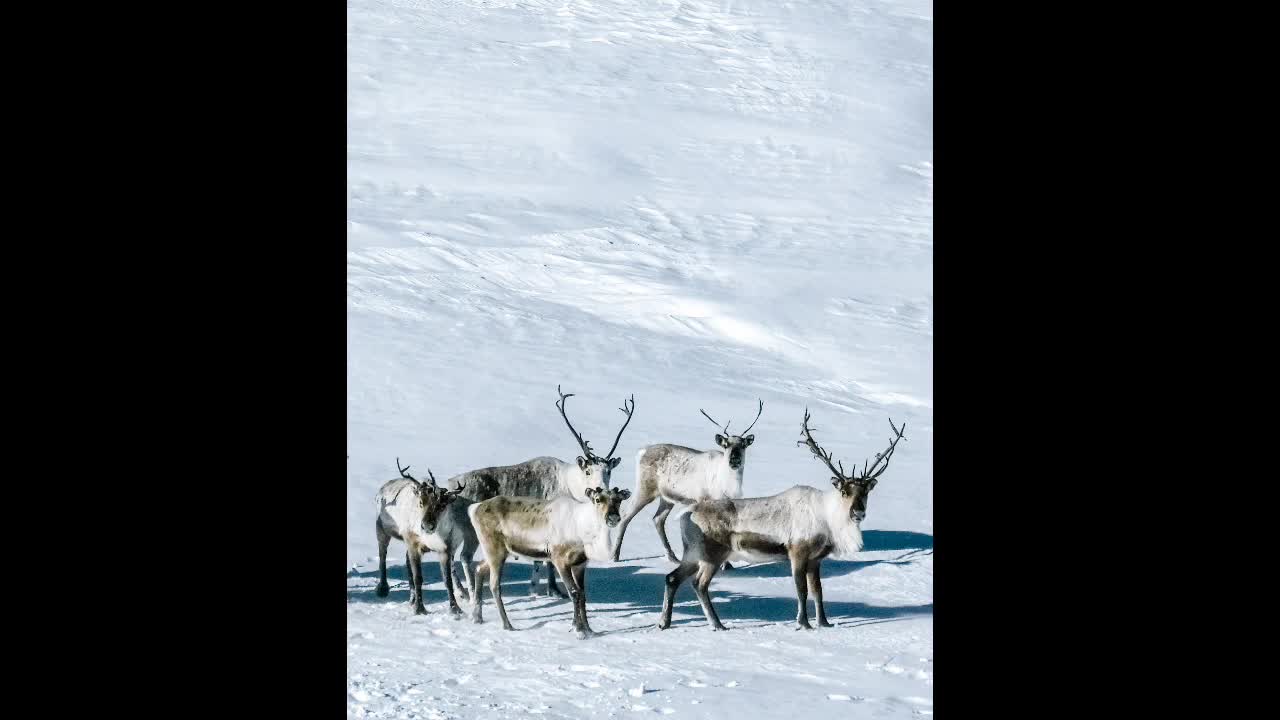 Fun Facts For Kids: 10 BRILLIANT REINDEER FACTS!