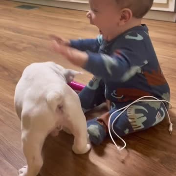 A beautiful pitbull puppy and a cute baby