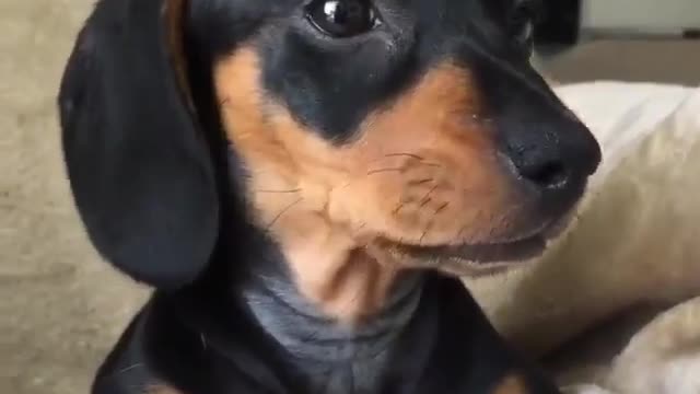 animals.co How sweet 😍 Video by