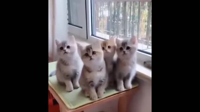 Baby Cats Video - Cute Pets And Funny Animals 202 - Compilation Animal Funny