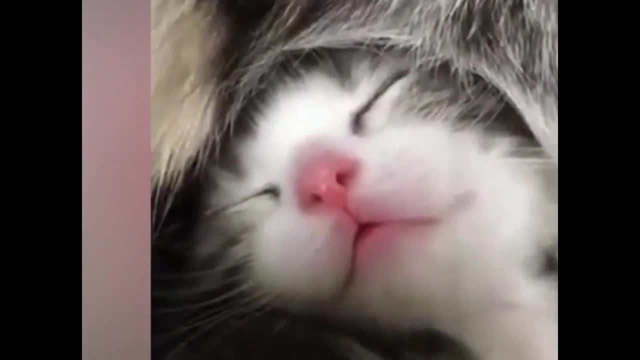 Cat Sleeps Well