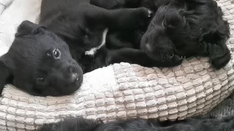 Puppies playing