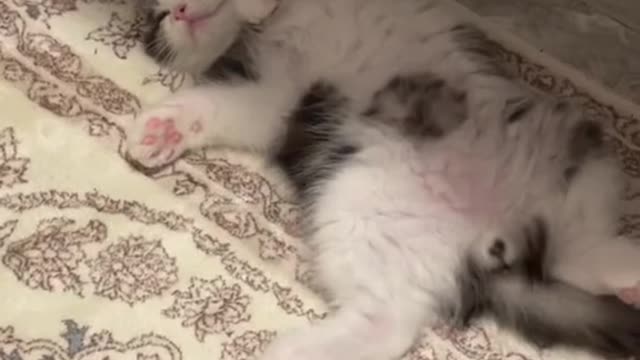 cat#foryou#usa#lovel