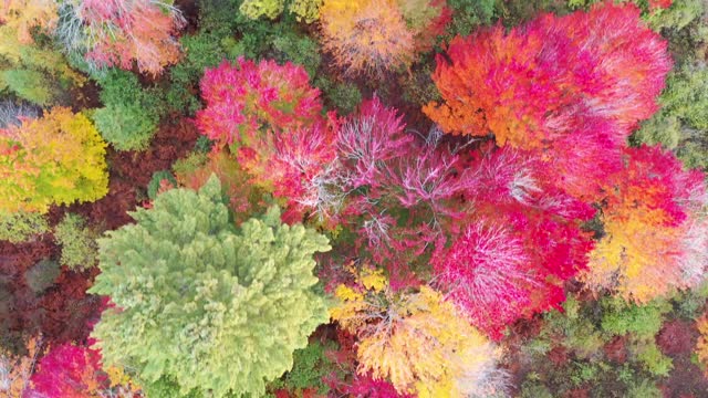 Bird's Eye View Of Trees