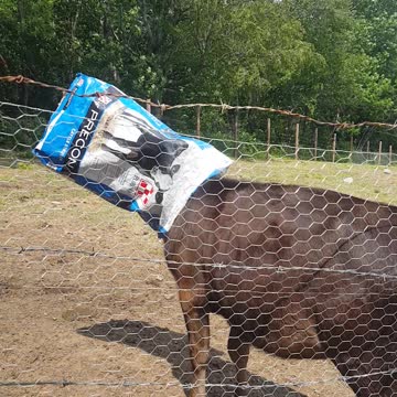 cow with bag on her head