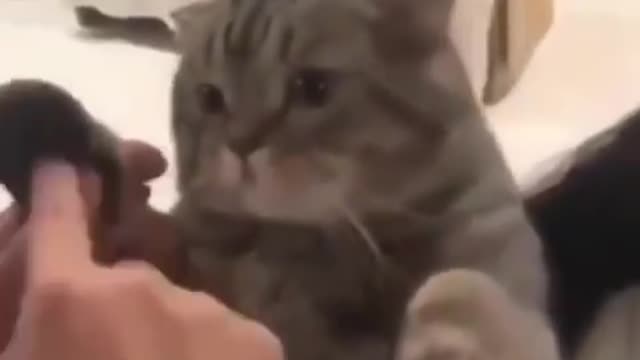 Cat paw telephone