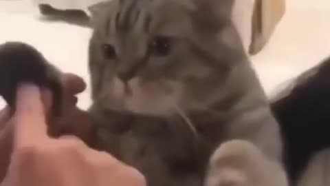 Cat paw telephone