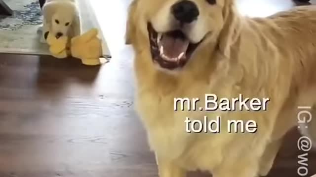 Dad and son funny Animals Videos