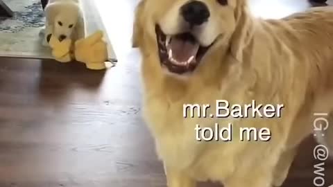 Dad and son funny Animals Videos