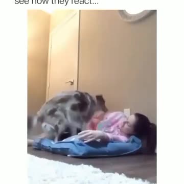 Ohh lay on your dog's bad and see how they react...