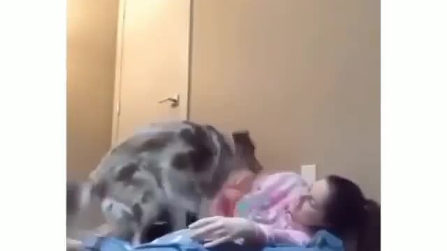 Ohh lay on your dog's bad and see how they react...