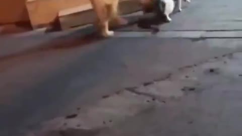 dog separating the fight from his friend cat