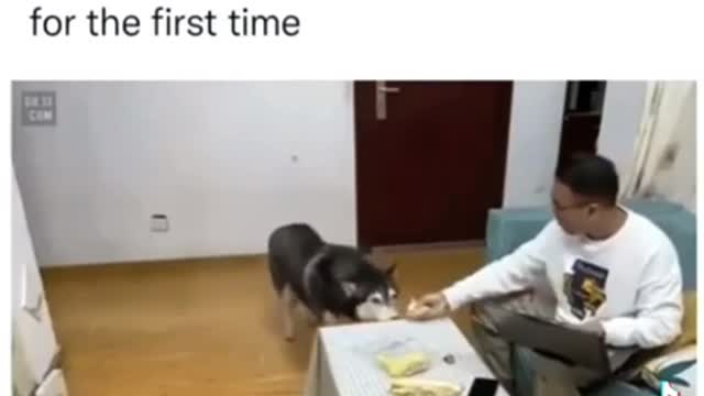 Husky hilarious reaction to smelling this fruit