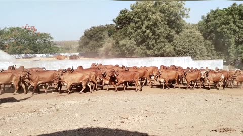 #Jay mataji#jay Gau mata#