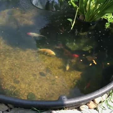 The golden fish that fulfills 3 wishes