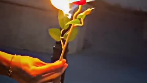 Fire rose