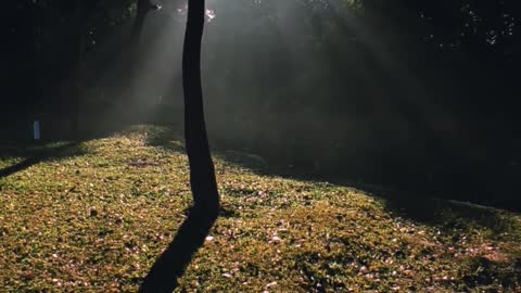 Woods During Sunny Day