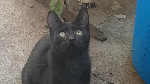 Young black cat cannot take their eyes off toys.