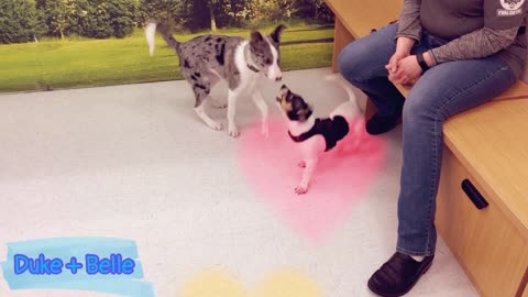 Petco Playtime