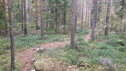 Hiking video #4 (in Jepua)