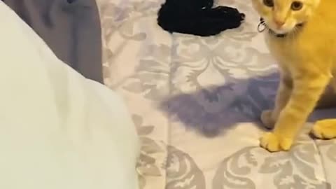 Funny Animals 😂 and their reaction can't stop laughing