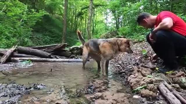 Alsatian playing