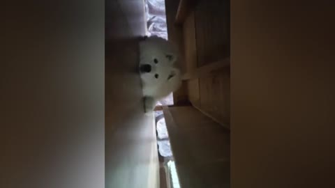 The dog hiding under the bed