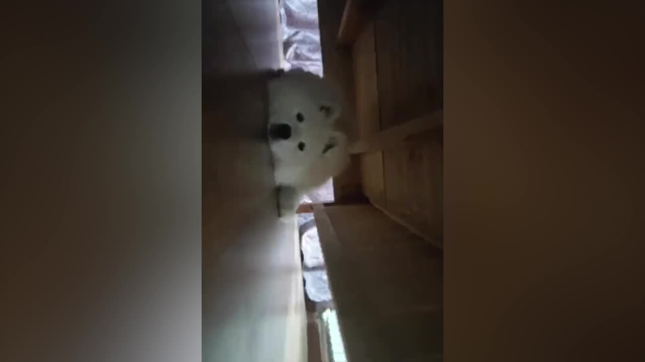 The dog hiding under the bed