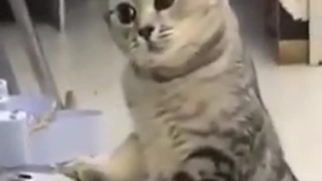 激おこネコちゃん💗Funny kitten 😂💕sleepy cat💗Super Cute Animals videos 💕compilation 2021✨😻#Shorts