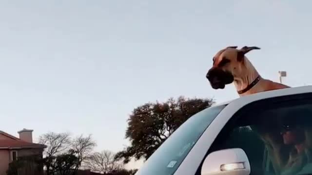 You can Imagine the height of Great Dane after watching this video